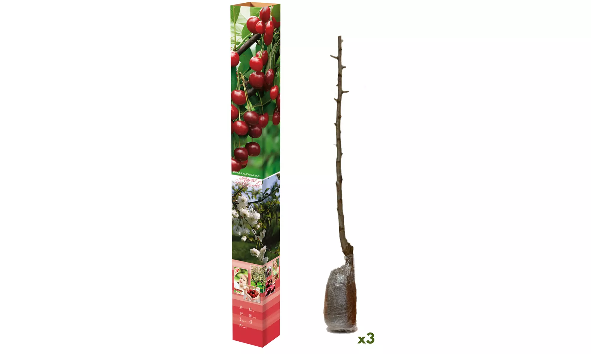 Set van 3 fruitbomen