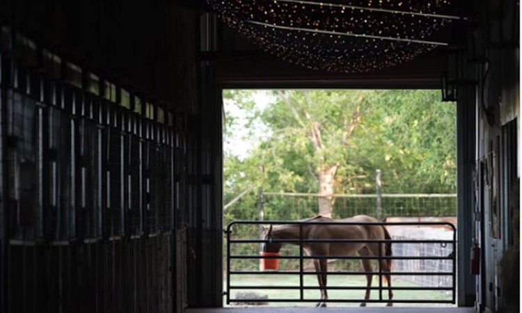 Up to 29% Off on Horse Back Riding at Rockin’ Star Ranch