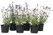 6 ou 12 plants de lavande "Lavandula angustifolia", livraison offerte - Second Medium