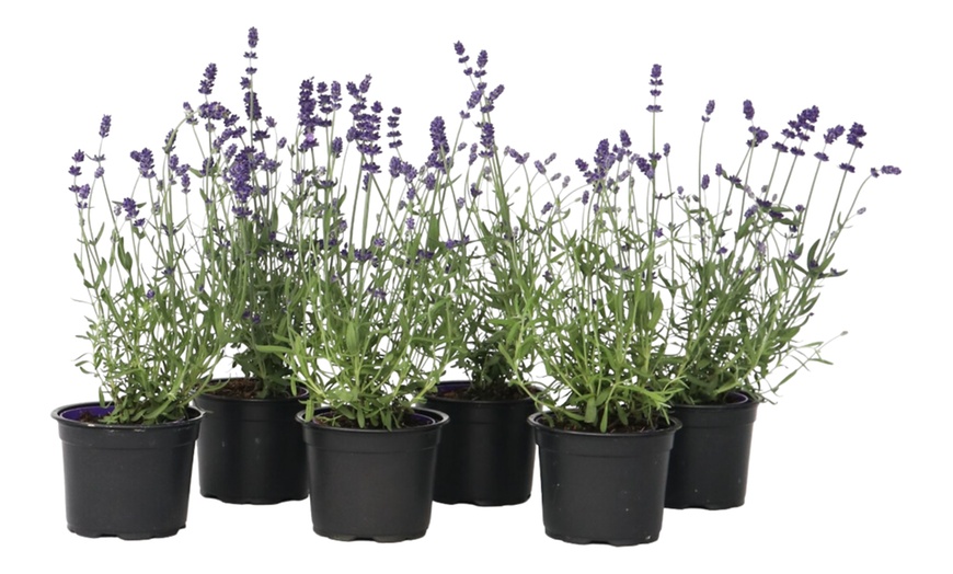 Image 4: 6 ou 12 plants de lavande "Lavandula angustifolia"