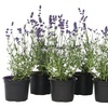 Image 4: 6 ou 12 plants de lavande "Lavandula angustifolia"