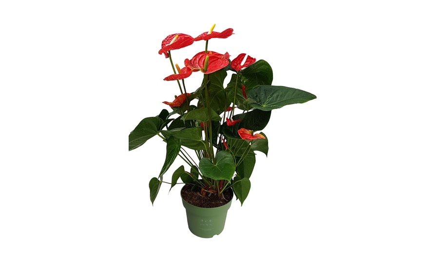 Image 19: Anthurium