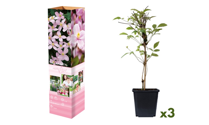 Image 2: Lot de 3 Clematis au choix