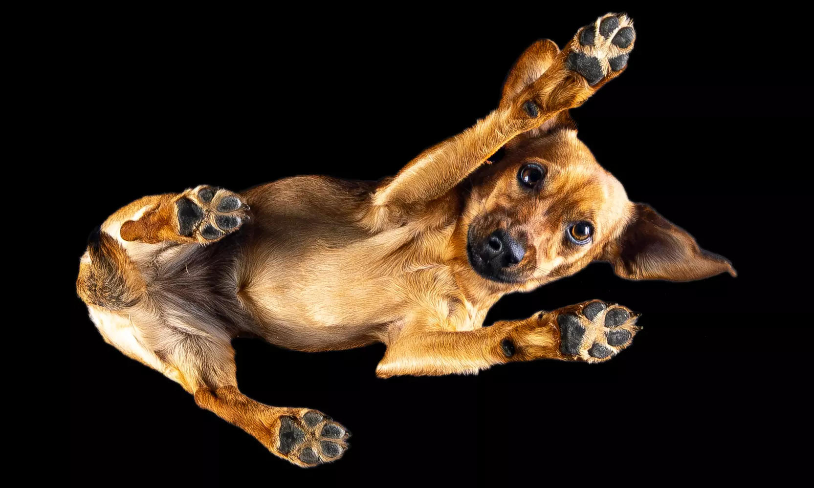 "From Below Photo" - Fotoshooting für deinen Hund