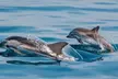 Experience the Thrill of a 2-Hour Dolphin & Island Tour from Uncharted Waters Dolphin and Fishing Charters! - Second Medium