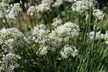 Graceful Beauty White Allium Flowers (15, 30, & 60 Bulbs With Planting Tool) - Second Medium