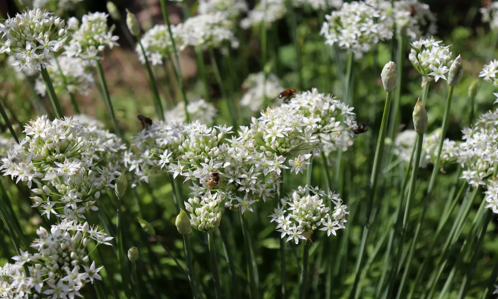 Graceful Beauty White Allium Flowers (15, 30, & 60 Bulbs With Planting Tool)