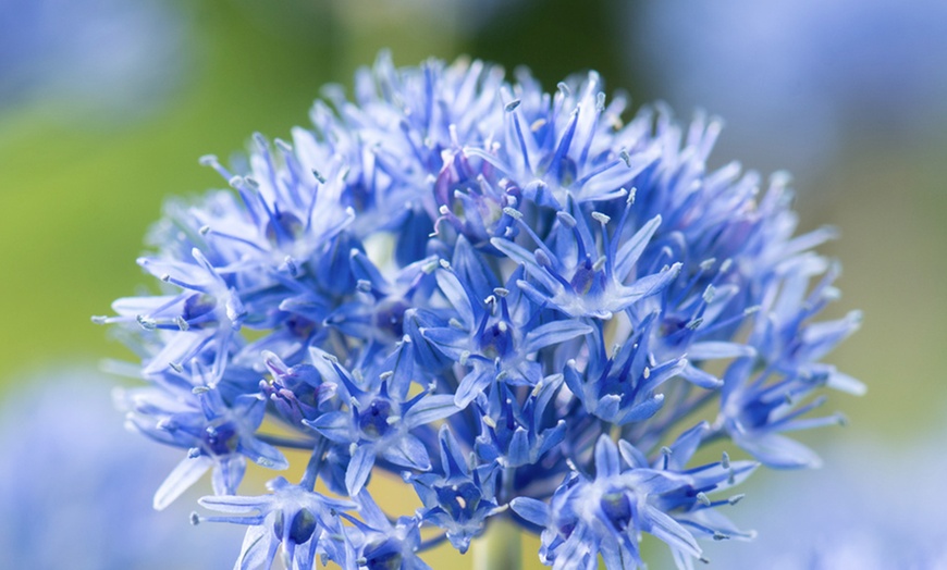 Image 3: Lot de 40 ou 80 bulbes d'allium caeruleum Rootz