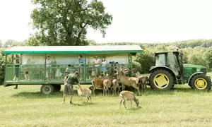 Enjoy A Sight of Red, Sika, Fallow & Axis Deers with Four Farm and Soft Play Tickets (Up to 33% Off)