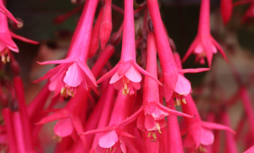 Image 2: Up to 20 Mixed Summer-Flowering Fuchsia Plants