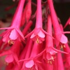 Image 2: Up to 20 Mixed Summer-Flowering Fuchsia Plants