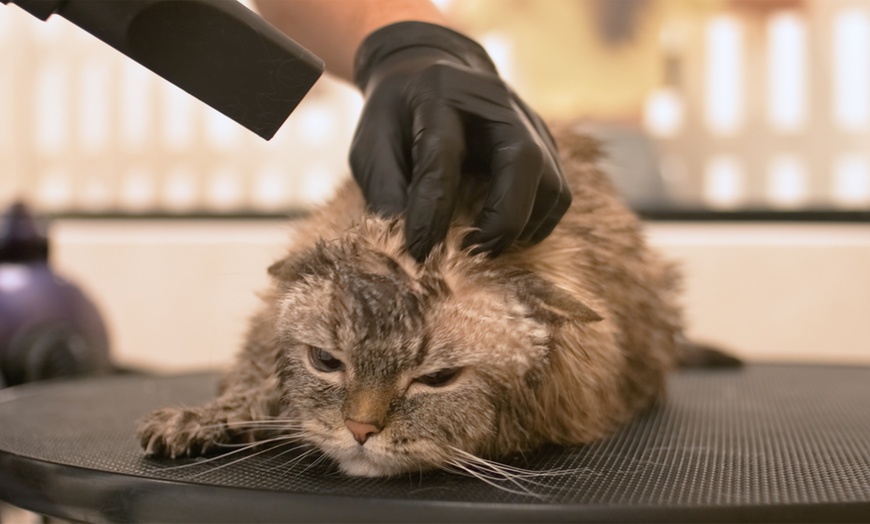 Image 7: Small/Medium/Large Dog Basic or Dry Grooming for Cat