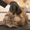 Image 7: Small/Medium/Large Dog Basic or Dry Grooming for Cat