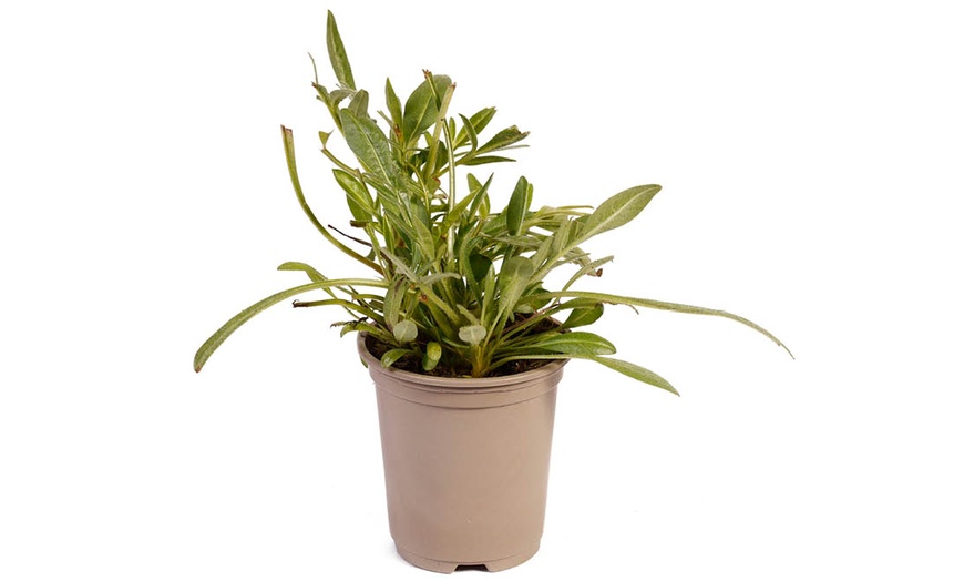 Image 2: One or Two Coreopsis Early Sunrise Plants in 9cm Pots