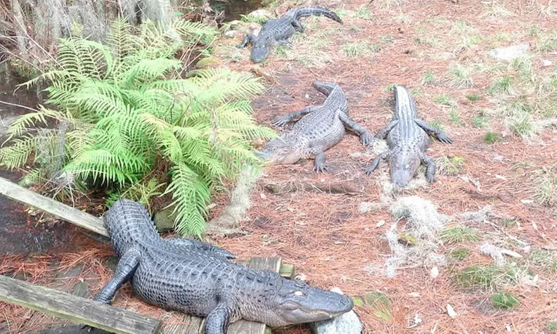 Admission for Two, Four, or Six to Okefenokee Swamp Park (Up to 43% Off) - Primary Image