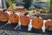 Maze and Hayride Admission for Up to Four with Concessions or Pumpkin Picking at Merk Farms -Up to 20% Off - Second Medium