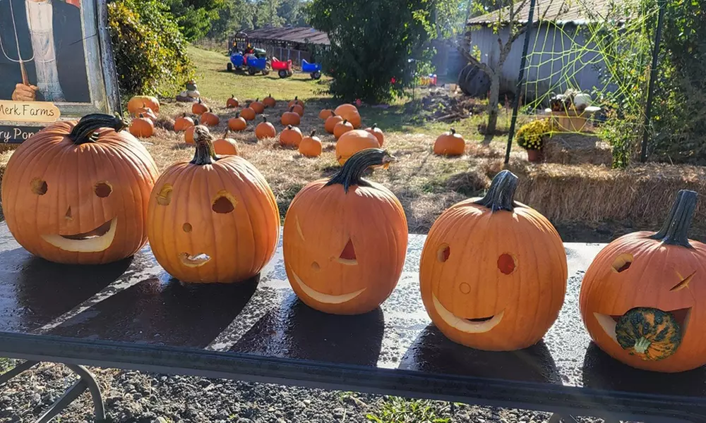 Family Fall Fun with Maze Hayrides and Pumpkin Picking for Families
