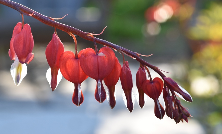 Image 8: Explore 20 Acres of Beauty & Fun at Rotary Botanical Gardens