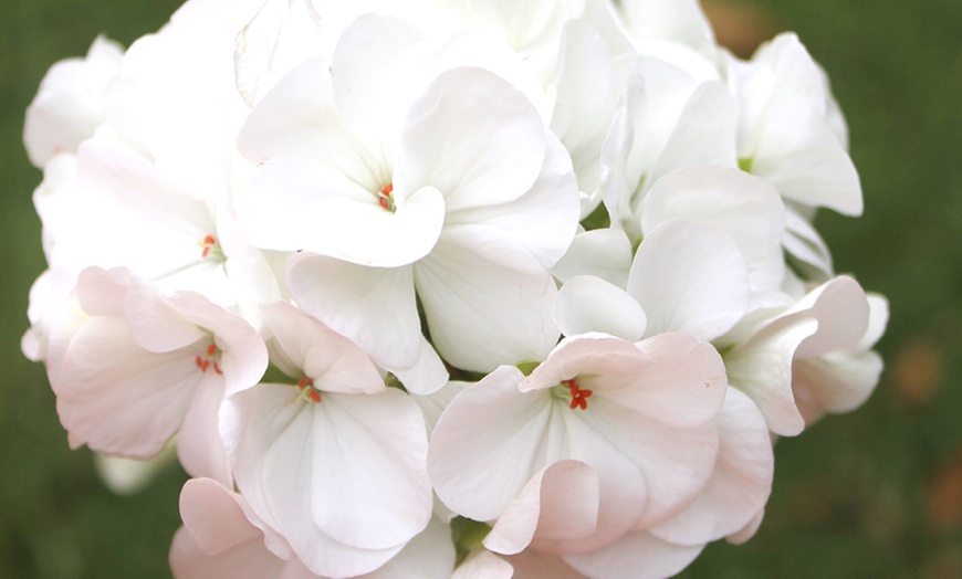 Image 5: 10 or 20 Geranium 'Parade Mix' Garden-Ready Plants