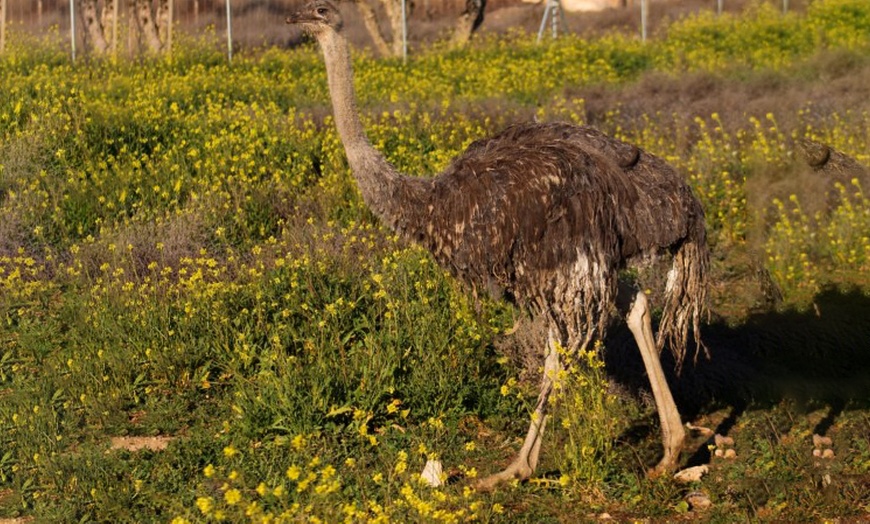 Image 3: Entradas al Zoo de Lillo para 2 adultos, 2 adultos y 1 niño o 2 niños