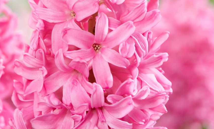 Image 1: 25x Blumenzwiebel-Mischung „Color your garden“