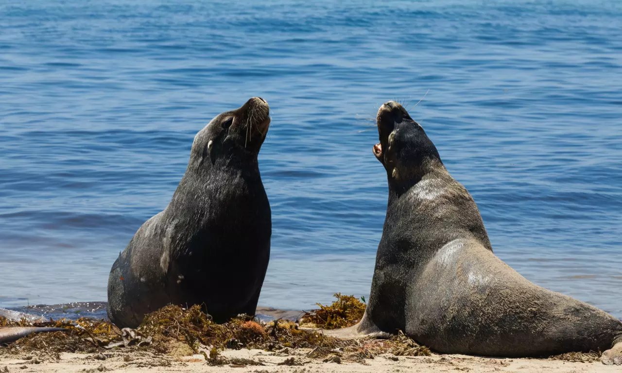 60 or 90-Minute Jet Ski Eco or Blast Tour - Solo Rider or Twin Share