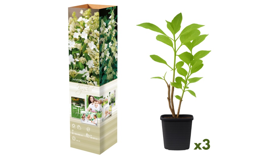 Image 6: Plants d'hortensias colorés