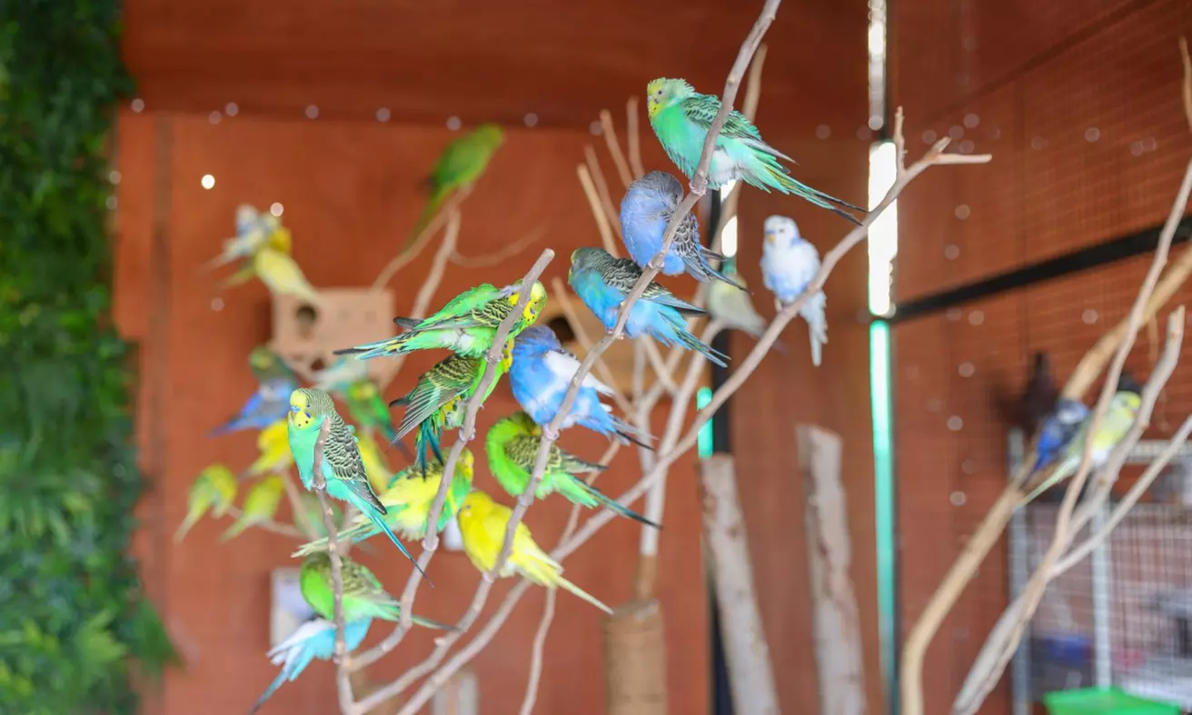 Child or Adult Entry with Animal Feeding Drinks Snacks and Game Zone