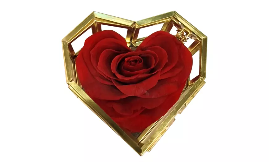 Image 11: Rosa eterna