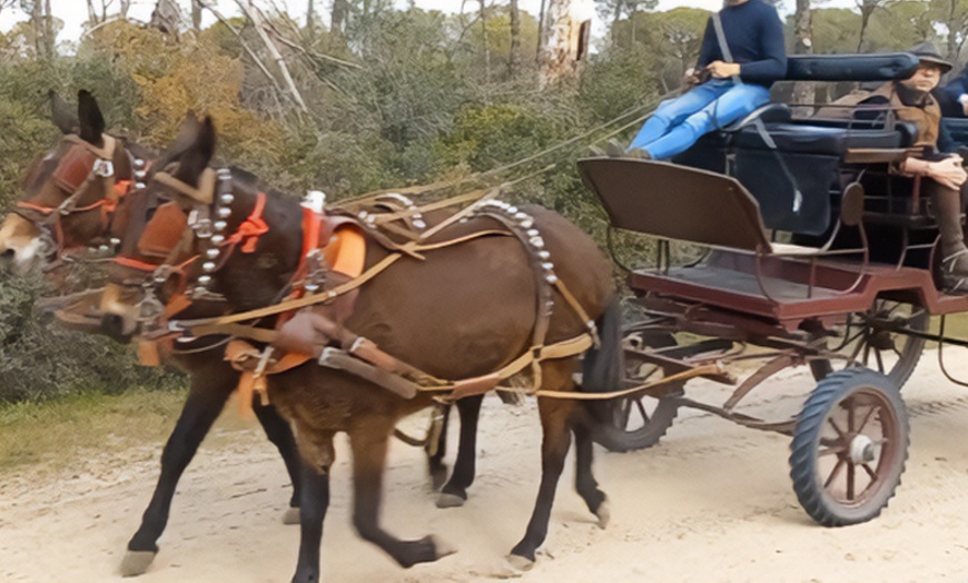 Image 7: Paseo privado en carro de caballos 2 horas para 2 o 4 personas