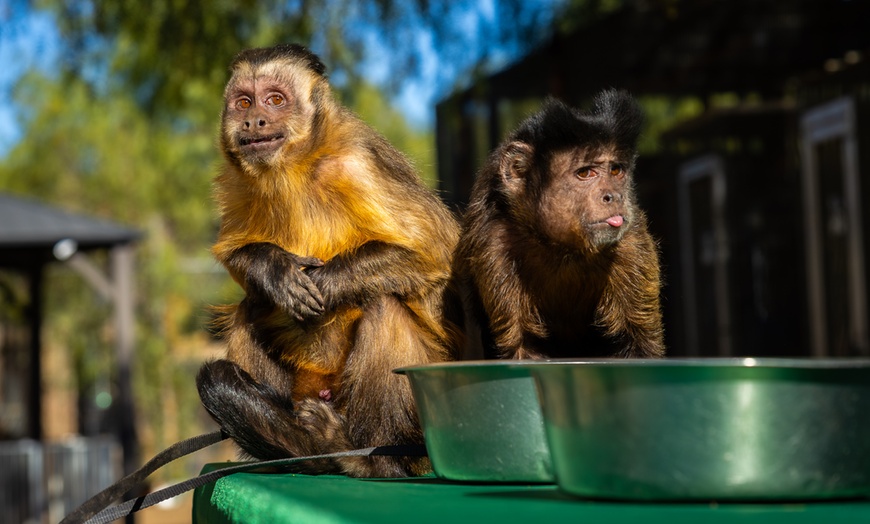Image 4: Animal Encounters, VIP Experiences, or Wildlife Educator for a Day!