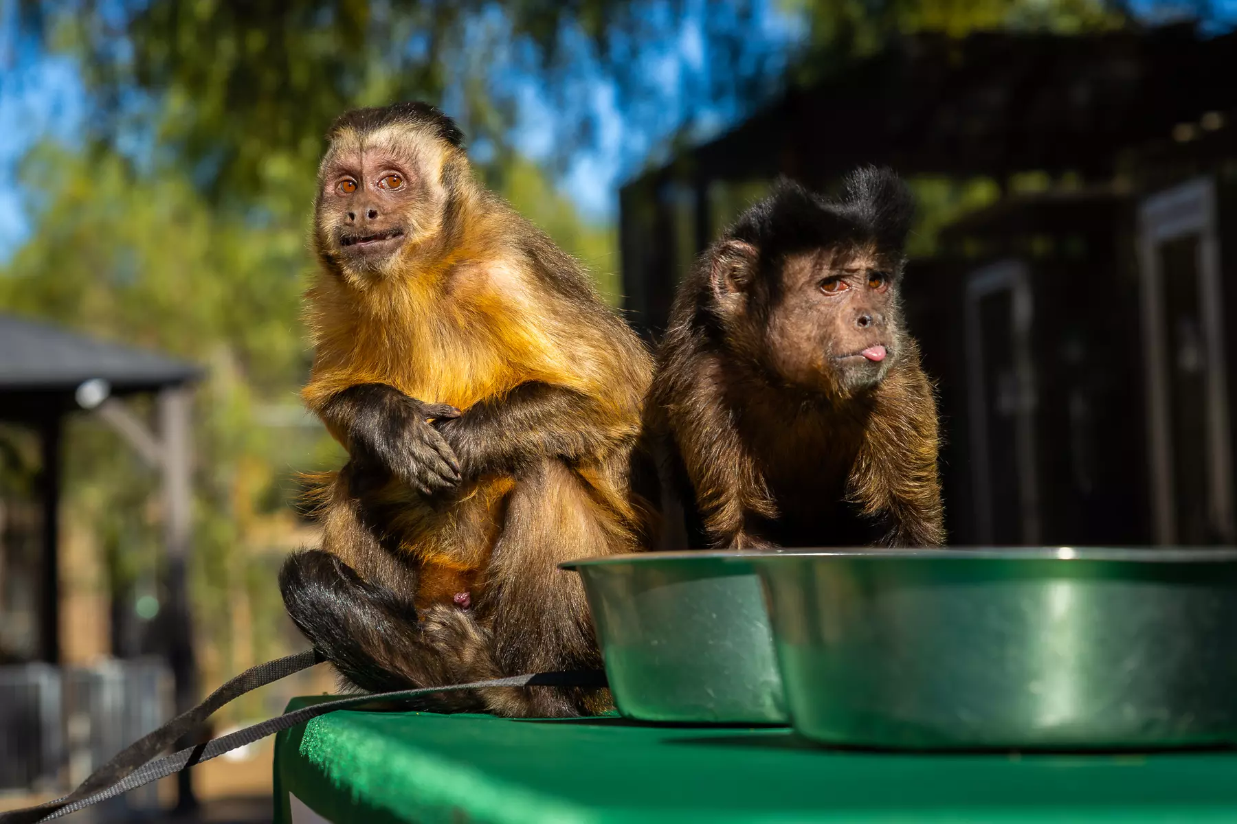 Animal Encounters, VIP Experiences, or Wildlife Educator for a Day!