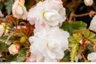 30 or 60 Begonia 'Illumination White' Plants - Image 4