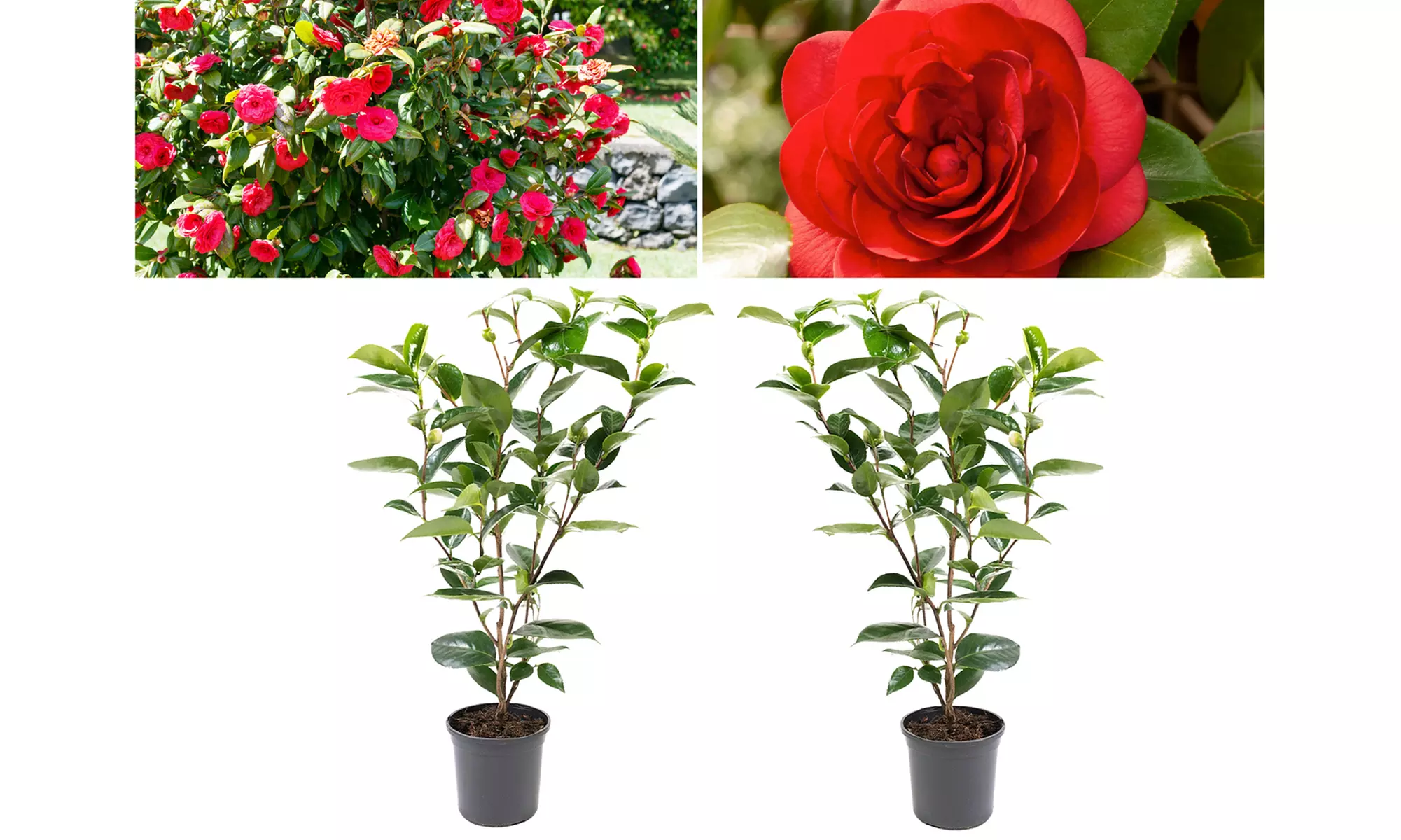 1 oder 2 japanische Rosen-Sträucher "Camellia japonica" XL