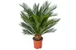 1x oder 2x kleiner oder großer Japanischer Sagopalmfarn - Second Medium