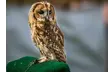 One or Two Birds of Prey (Two-Hours) or Owl Encounter Experience at CJ's Birds of Prey - Second Medium