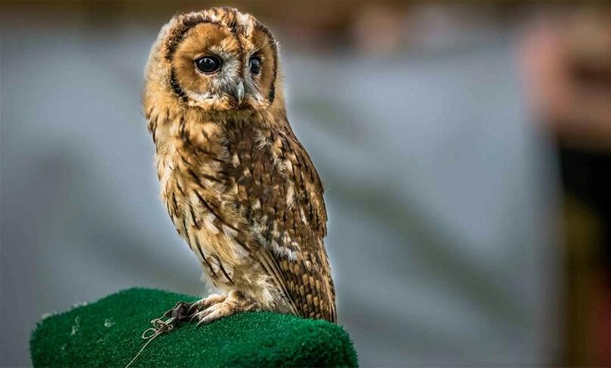 Image 7: Birds of Prey or Owl Encounter Experience at CJ's Birds of Prey