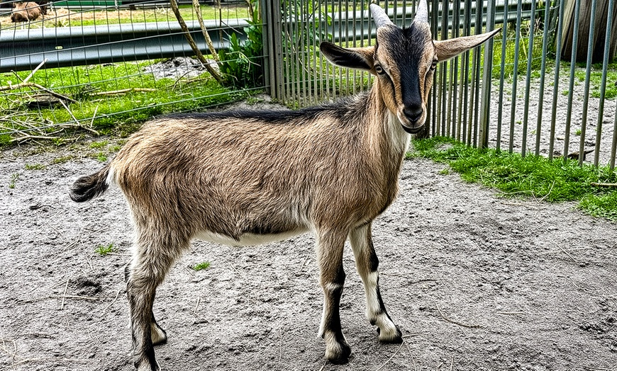 Image 4: Parc familial dédié à la protection des animaux