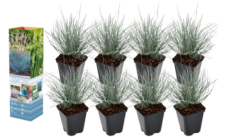 Image 4: 4 of 8 potjes Festuca glauca 'Elijah Blue'