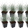 Image 4: 4 of 8 potjes Festuca glauca 'Elijah Blue'
