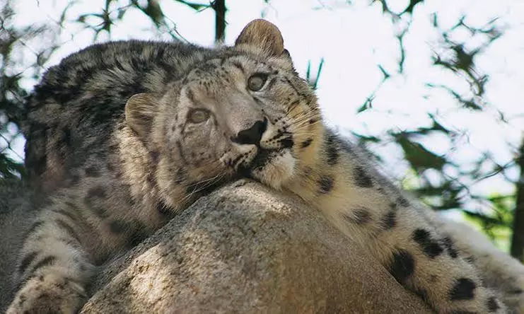 Admission for Two to Mill Mountain Zoo (33% Off) - Primary Image