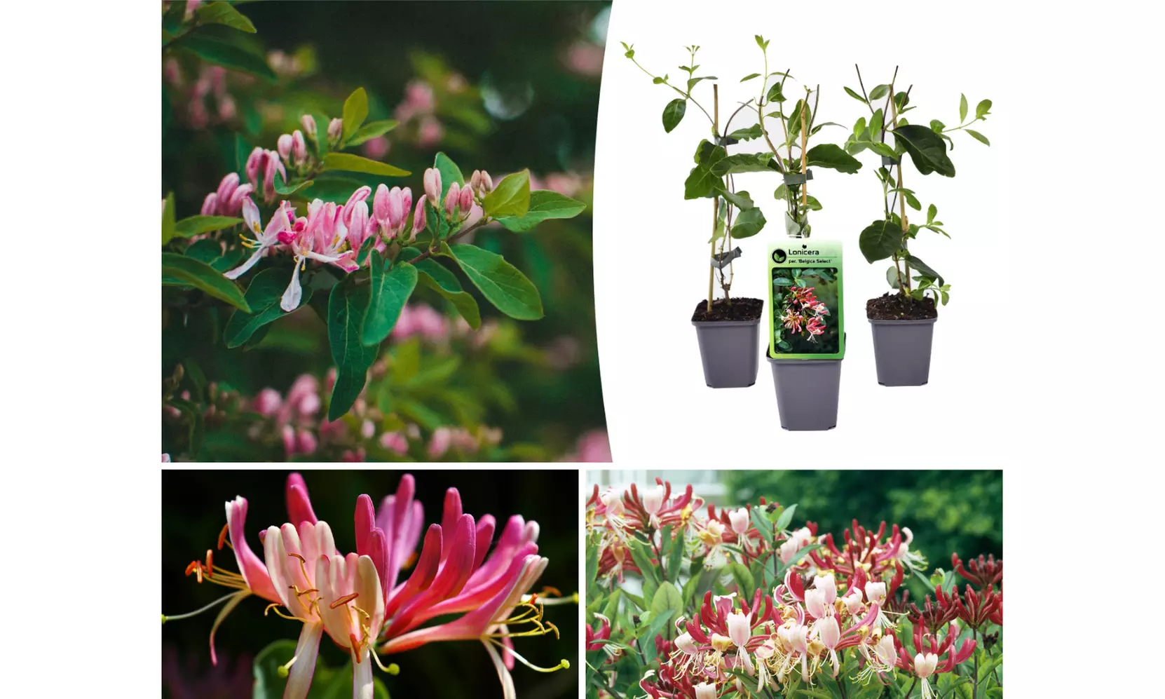 1 ou 2 lots de 3 plants de Lincera Periclymenum Belgica