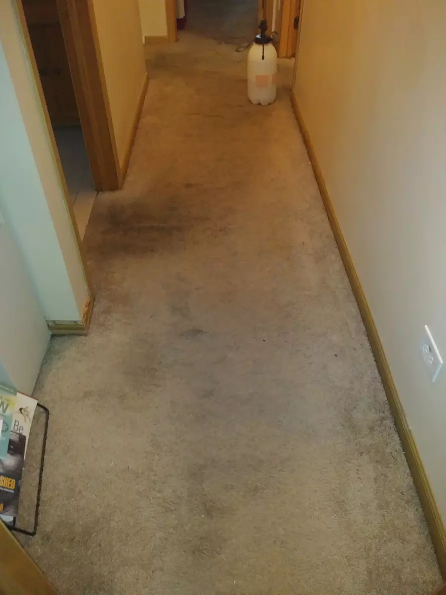 Enhance Comfort with Carpet Cleaning for 2, 3, or 4 Rooms