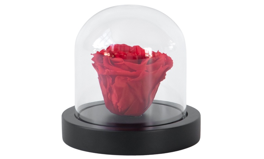 Image 2: Véritable rose rouge sous cloche