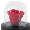 Image 2: Véritable rose rouge sous cloche