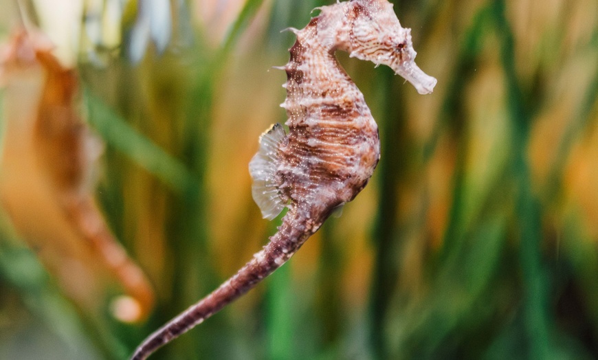 Image 12: Explore Marine Life at Save The Bay's Aquarium – Newport, RI