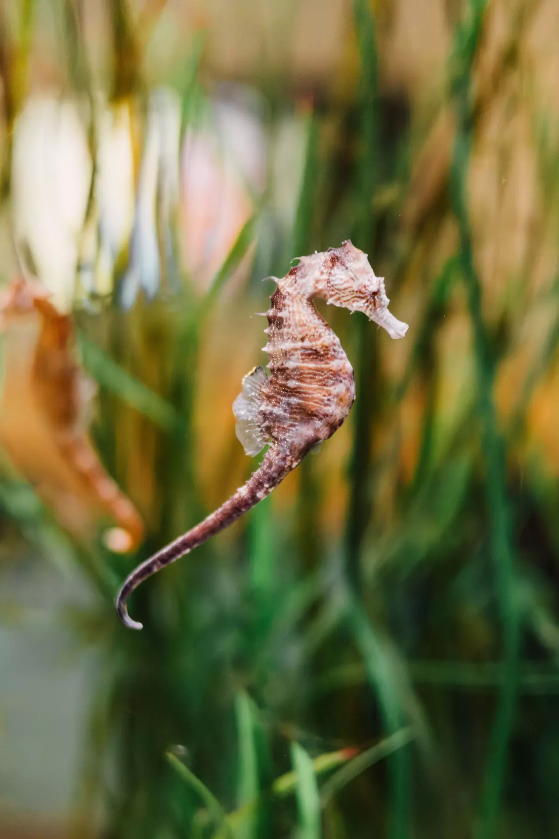 Explore Marine Life at Save The Bay's Aquarium – Newport, RI