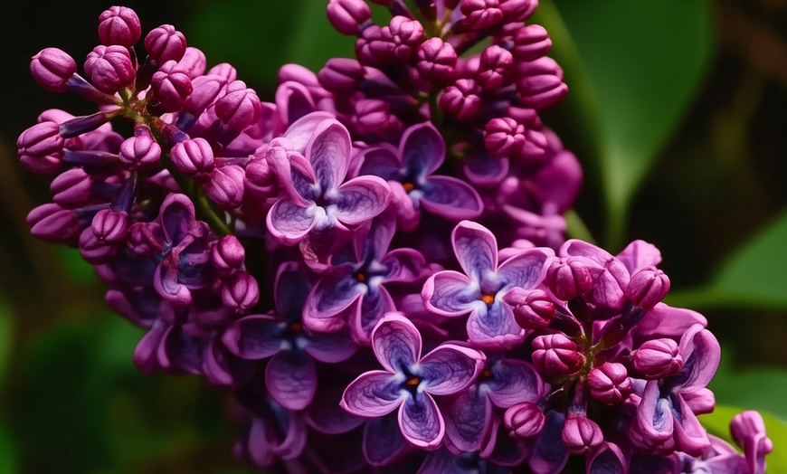 Image 4: Set de 4 lilas de variedad a elegir, entregadas en maceta, de Rootz