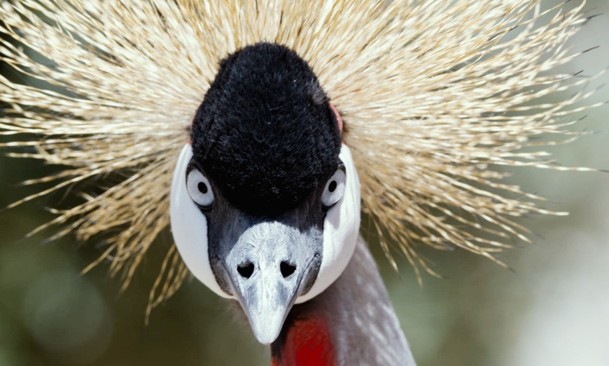 Image 3: Entrada al zoológico "La era de las aves"  