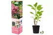 Ensemble de 3 ou 6 plants d'hortensias colorés - Second Medium